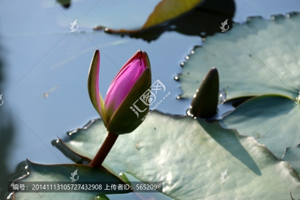 睡蓮