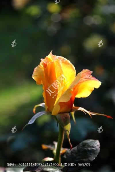 月季花