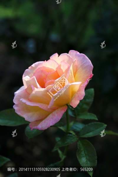 月季花