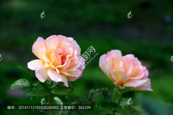 月季花