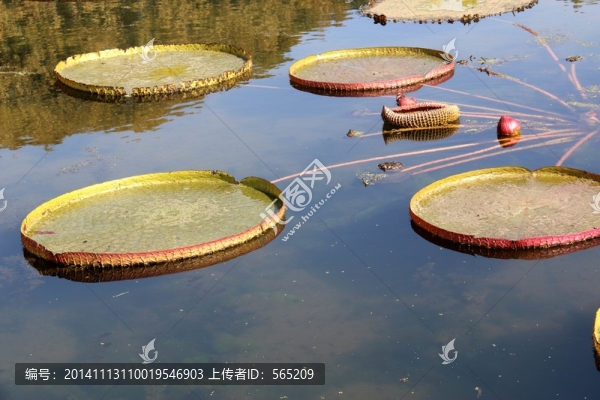 大王蓮