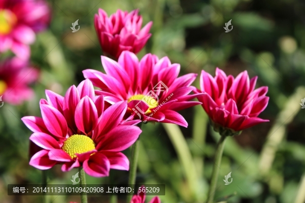 菊花