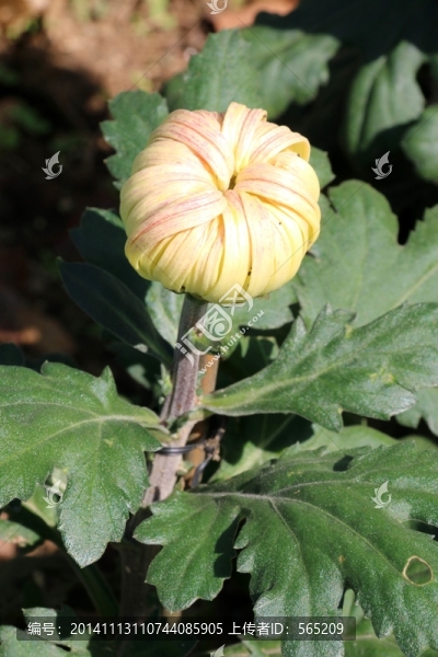 菊花
