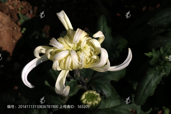 菊花