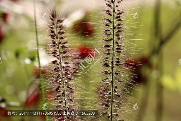 狗尾巴草