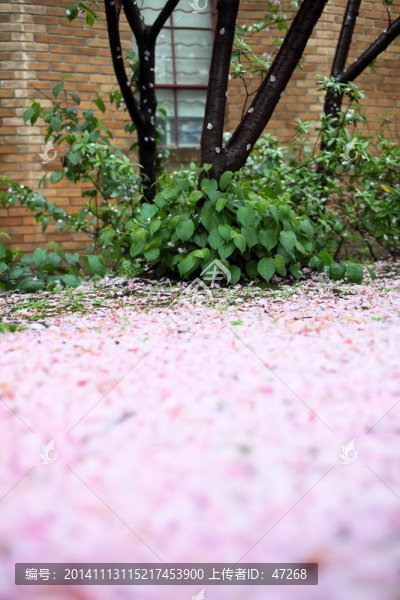 雨后櫻花