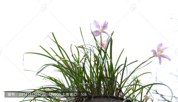 蘭花