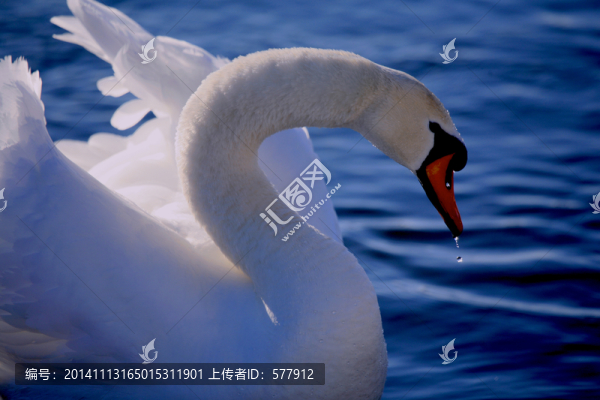 天鵝,戲水