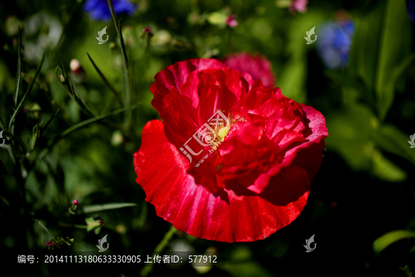花卉,夏季