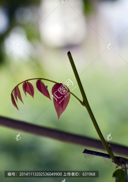 紅色小樹葉