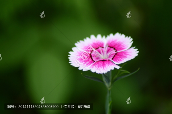 盛夏干凈蝴蝶花特寫