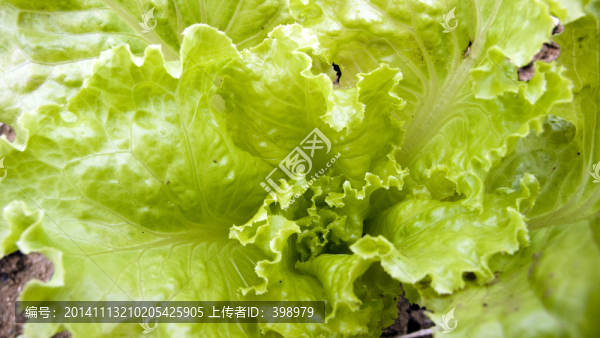 生菜