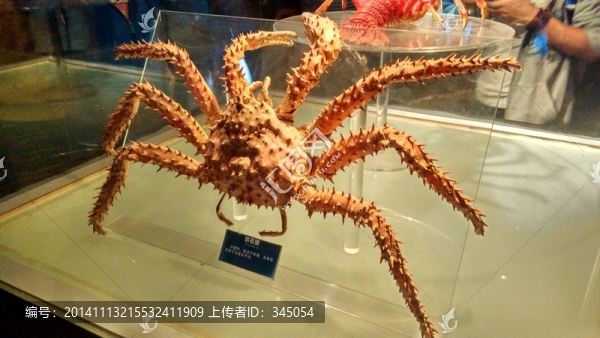 海底世界,仿石蟹