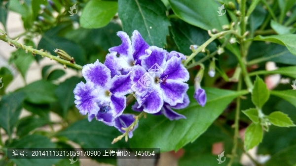 藍(lán)色小花