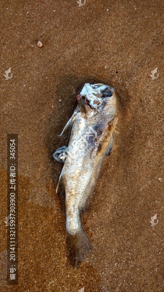 擱淺的魚
