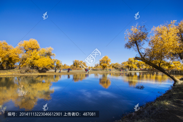 額濟(jì)納胡楊林風(fēng)光