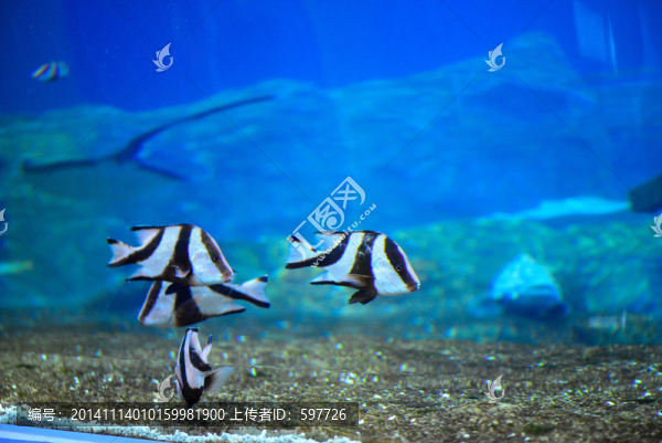 海洋黑色斑紋魚