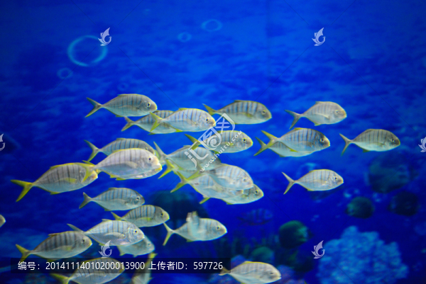 海洋熱帶魚群