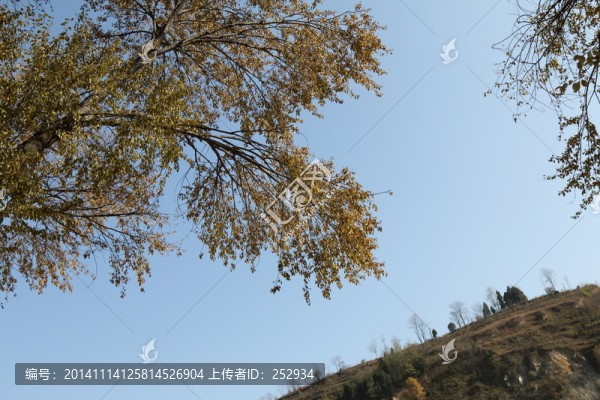樹枝