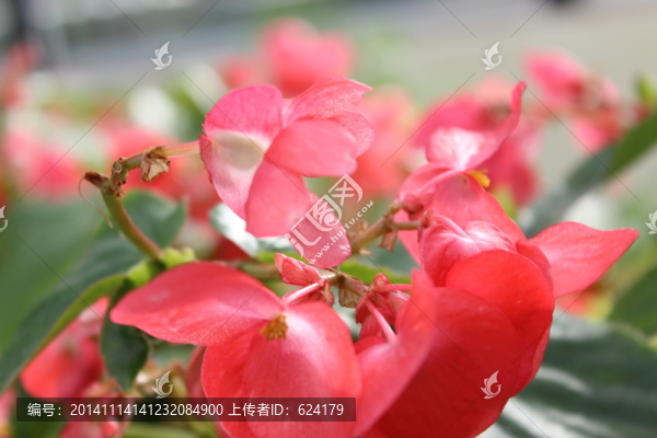 紅花