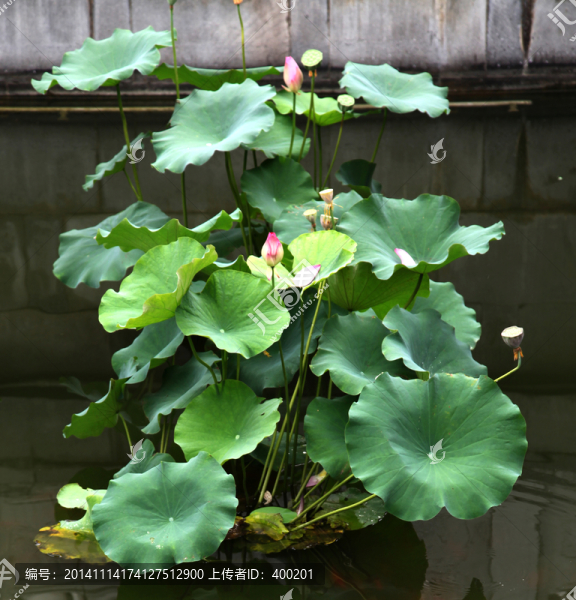 夏日池塘荷花