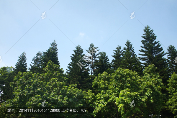 叢林風景