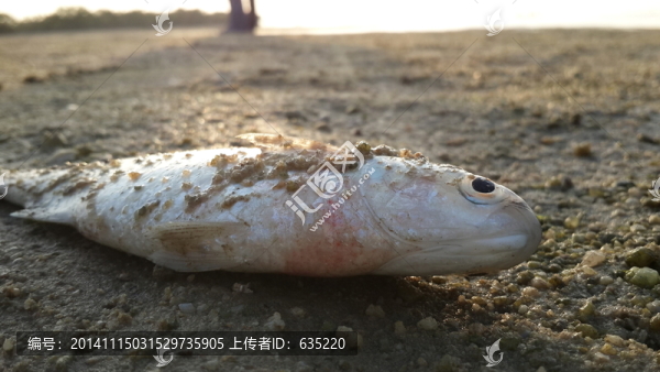 簡約沙灘
