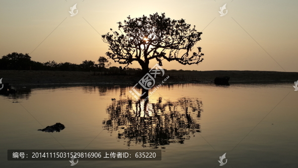 海邊暖色調(diào)紅樹林風(fēng)景jpg高清