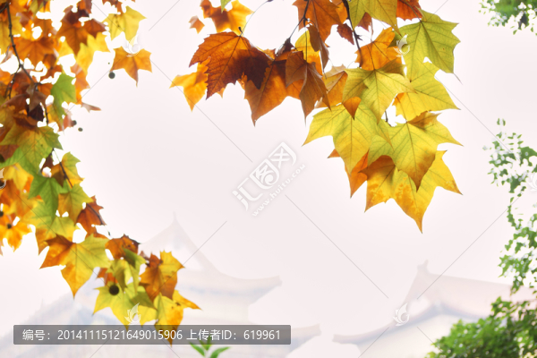 法桐樹葉