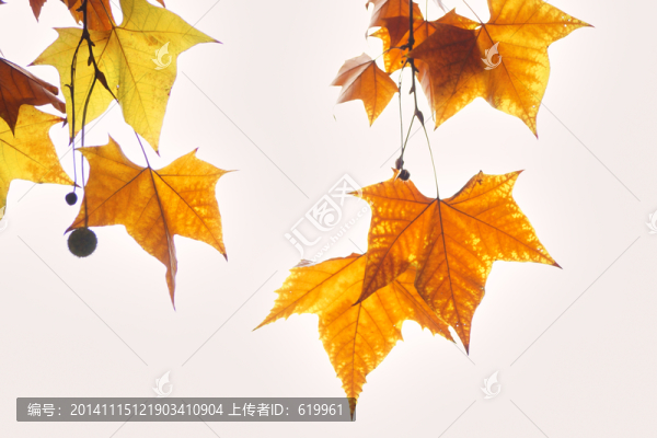 法桐樹葉