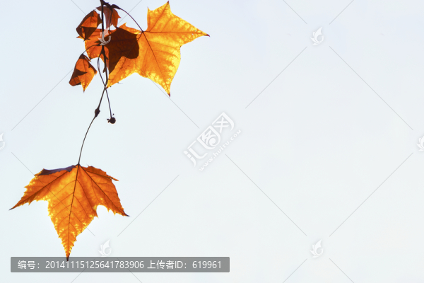 法桐樹葉