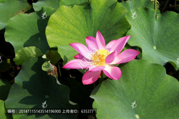 荷花