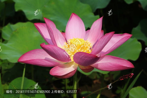 荷花