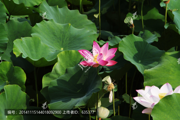 荷花