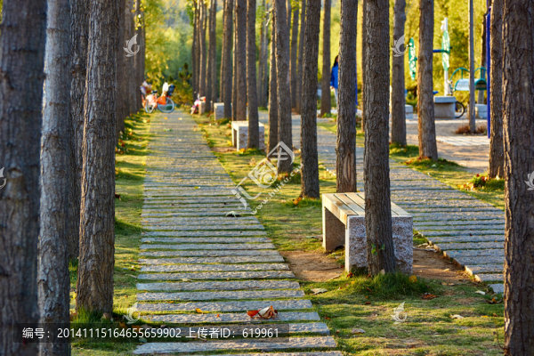 楊樹林,路