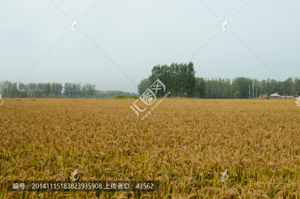 水稻田