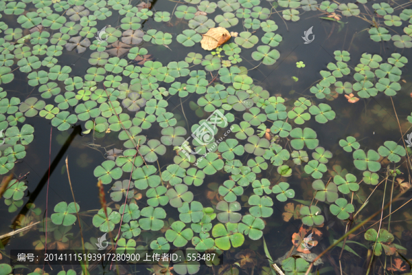 破銅錢,池塘,水塘,魚塘,水草