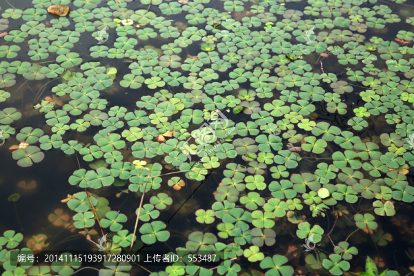 破銅錢,池塘,水塘,魚塘,水草