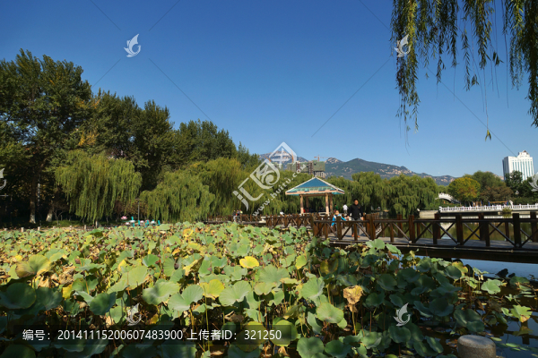 公園,荷塘