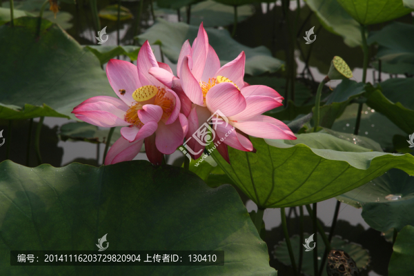 荷花