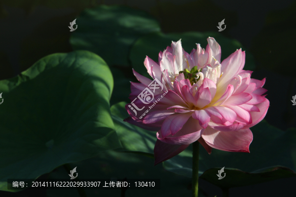 觀賞荷花