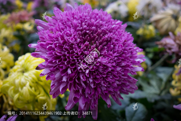 紫色菊花