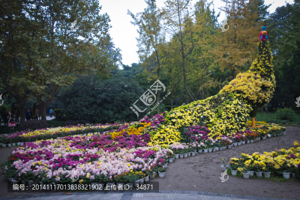 菊花孔雀花雕
