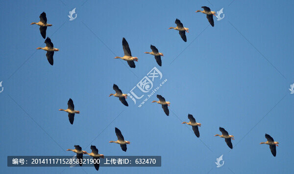 灰雁變隊(duì)形