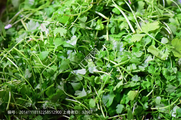 香菜苗