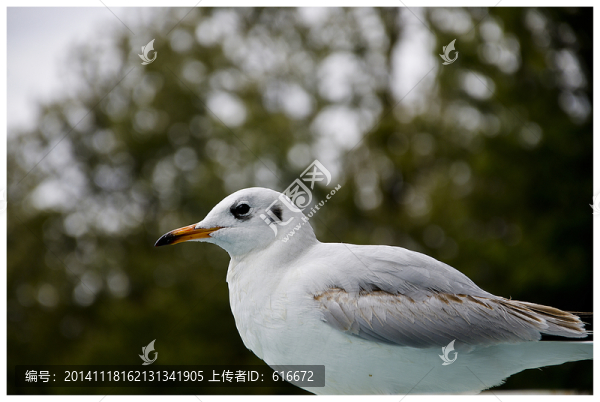 昆明海鷗