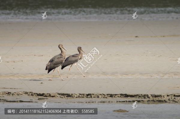 一對(duì)黑鸛漫步,鳥