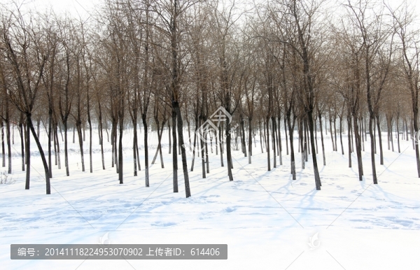 雪景