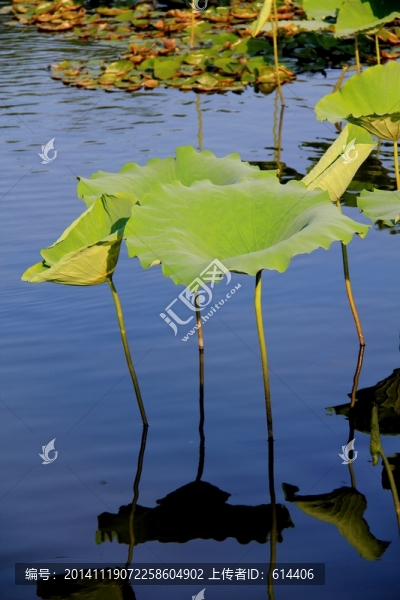 荷葉