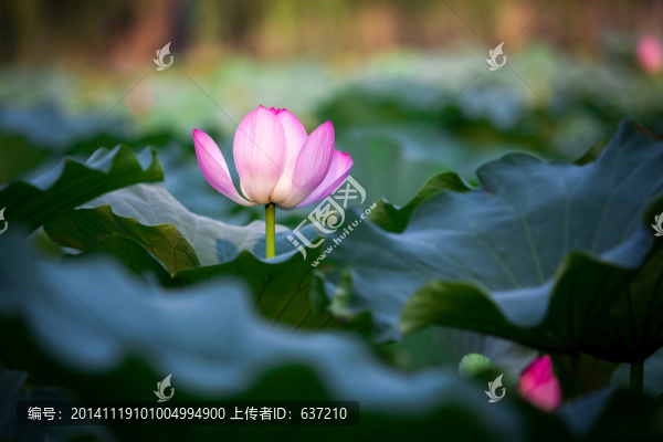 圓明園荷花高清圖
